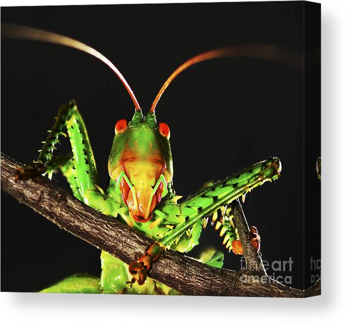 Katydid Canvas Print featuring the photograph Wassup by Richard Mason