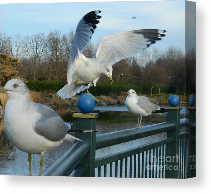 Seagulls Photographs Canvas Print featuring the photograph Watch And Learn by Emmy Vickers