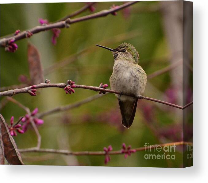 Bird Canvas Print featuring the photograph Watching Spring Arrive by Debby Pueschel