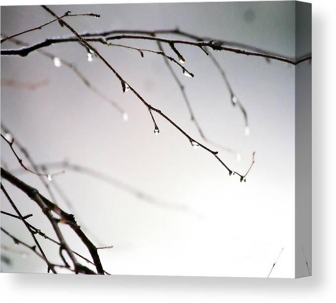 Water Drop Canvas Print featuring the photograph Waterdrops by Phil Spitze