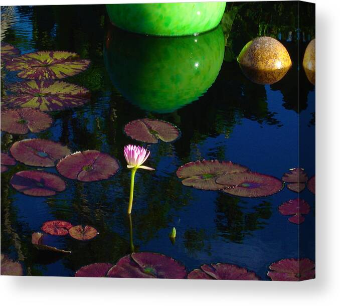 Art Portraits Canvas Print featuring the photograph Waterlily Reflection by Kristin Hatt