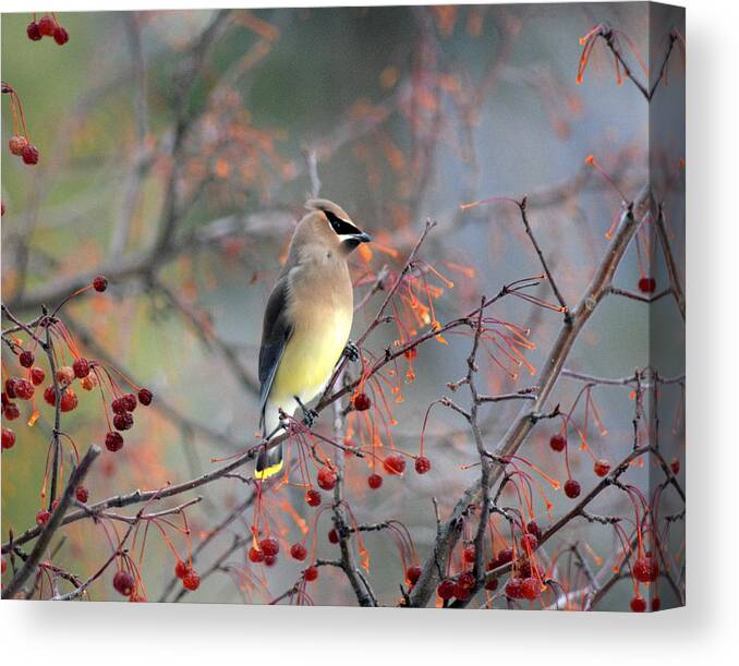 Birds Canvas Print featuring the photograph Waxwing by Lisa Jaworski