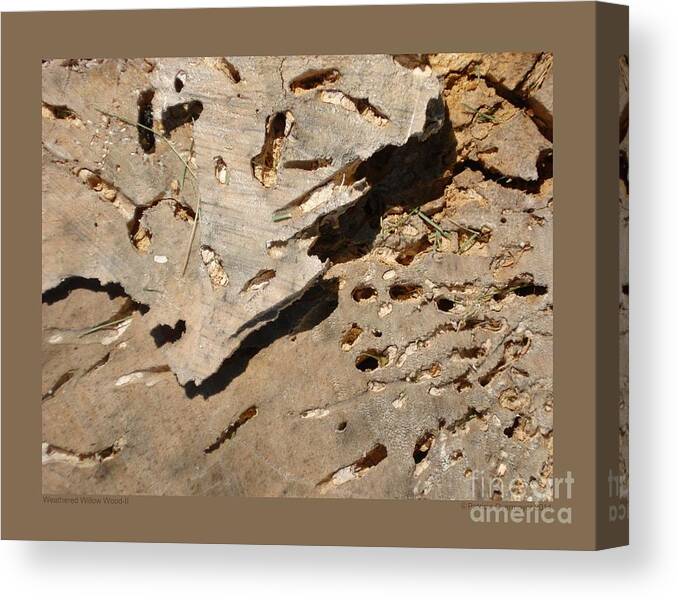 Wood Canvas Print featuring the photograph Weathered Willow Wood-II by Patricia Overmoyer