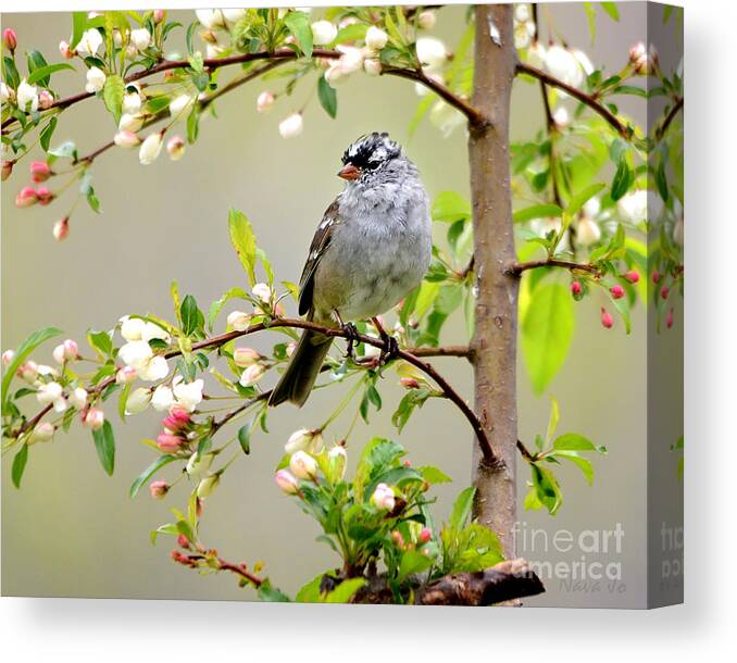 Nature Canvas Print featuring the photograph White-Crowned Sparrow by Nava Thompson