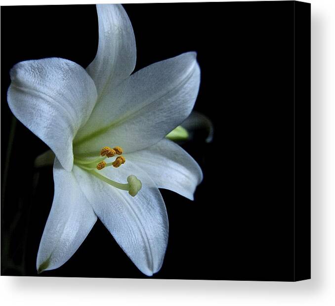 White Lily Canvas Print featuring the photograph White Lily on Black by Lori Miller