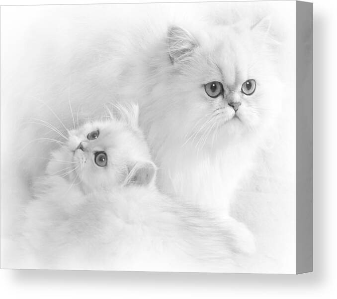 Cat Canvas Print featuring the photograph White Persians by David and Carol Kelly