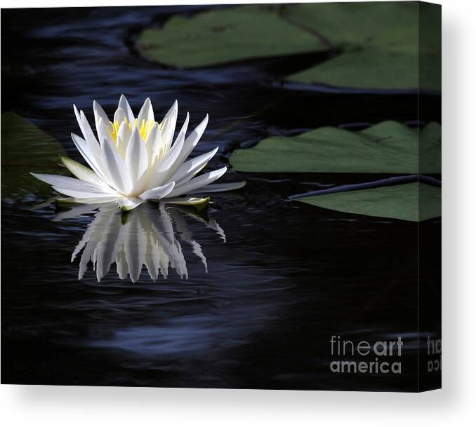 Water Lily Canvas Print featuring the photograph White Water Lily Left by Sabrina L Ryan