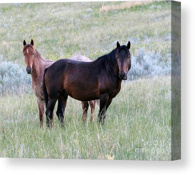 Animal Canvas Print featuring the photograph Wild Horses in the Badlands by Sabrina L Ryan