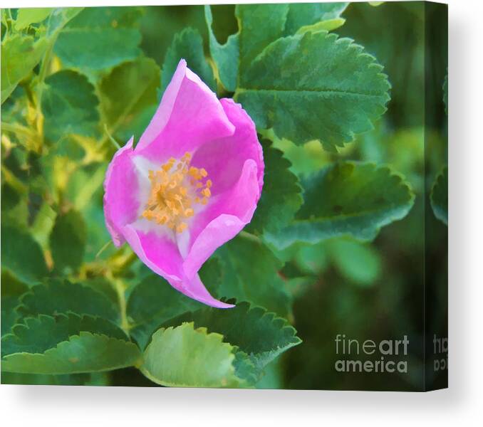 Rose Canvas Print featuring the digital art Wild Rose by L J Oakes
