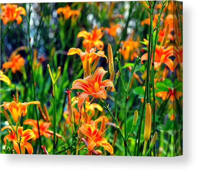 Flowers Canvas Print featuring the photograph Wild Tiger Lilies by Flees Photos