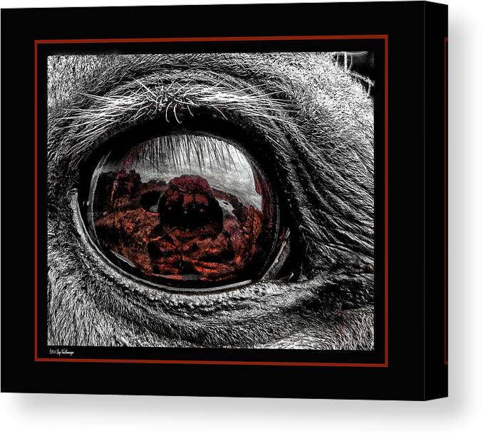 Window Canvas Print featuring the photograph Window To His Soul by Lucy VanSwearingen