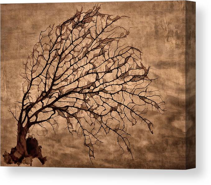 Tree Canvas Print featuring the photograph Windowpane Coral by Carol Leigh