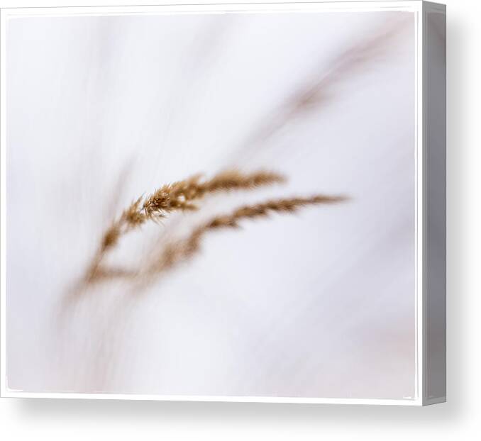 Winter Canvas Print featuring the photograph Winter Grass 2 by Mary Underwood