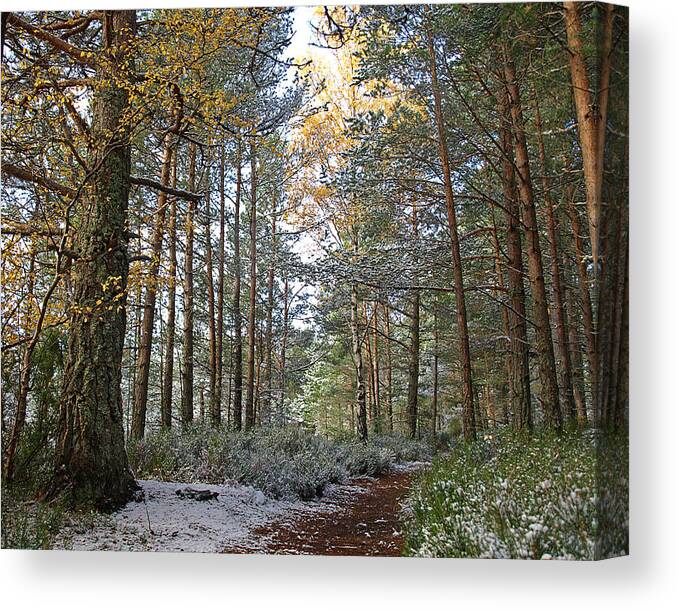 Scottish Forest Canvas Print featuring the photograph Winter In The Forest Near Aviemore by Gill Billington
