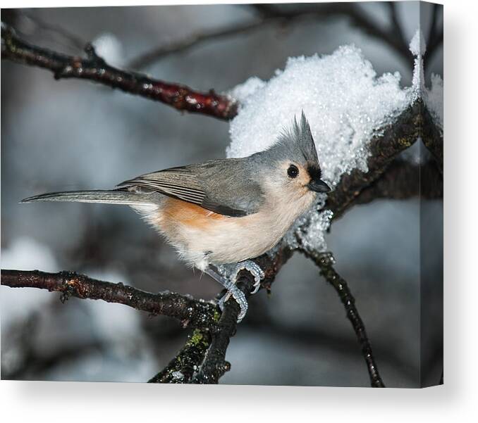 Tufted Titmouse Canvas Print featuring the photograph Winter Tufted Titmouse by Lara Ellis
