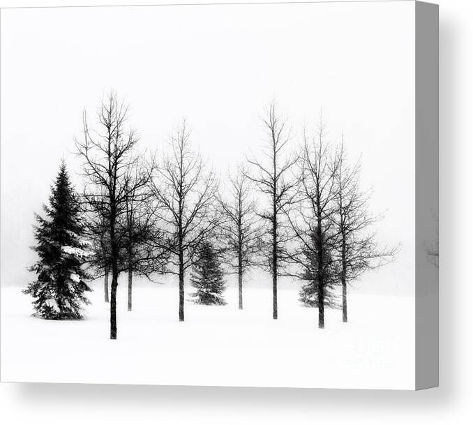 Black Canvas Print featuring the photograph Winter's bareness II by Lori Dobbs