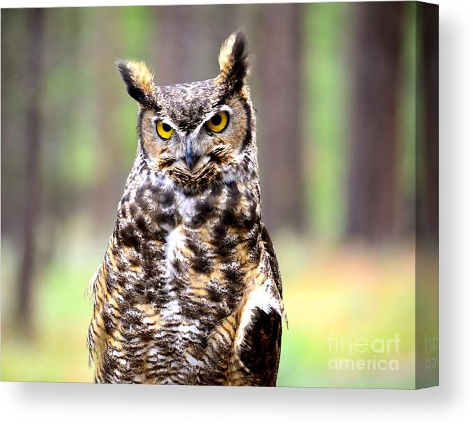 Great Horned Owl Canvas Print featuring the photograph Wisdom by Johanne Peale