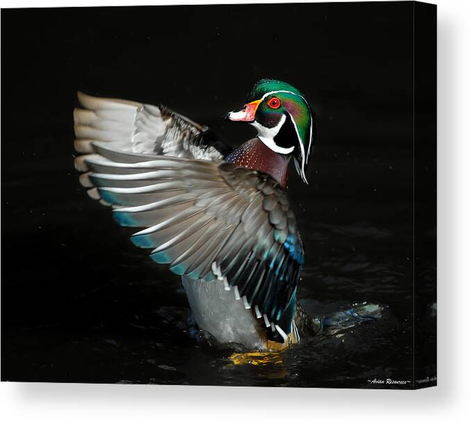 Waterfowl Canvas Print featuring the photograph Wood Duck Flapping by Avian Resources