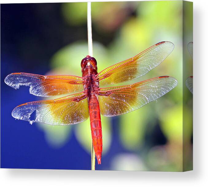 Dragonfly Canvas Print featuring the photograph Wounded Warrior by Shoal Hollingsworth