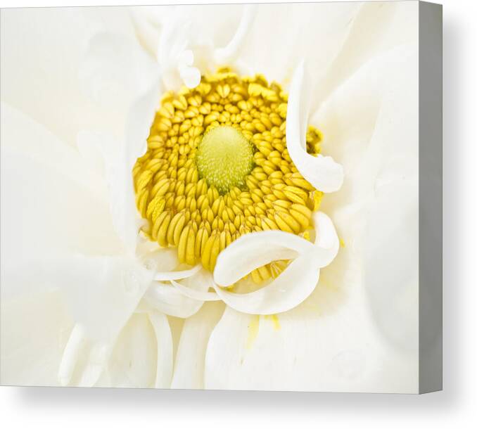 Floral Canvas Print featuring the photograph Yellow Embrace by Priya Ghose