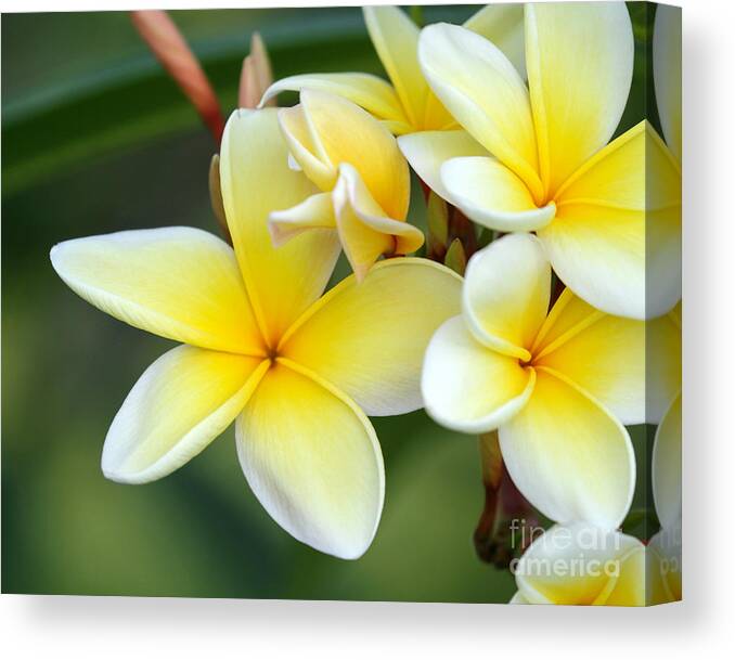 Macro Canvas Print featuring the photograph Yellow Frangipani Flowers by Sabrina L Ryan