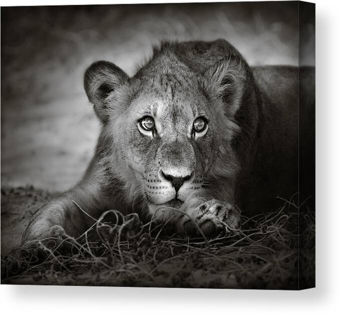 Wild Canvas Print featuring the photograph Young lion portrait by Johan Swanepoel