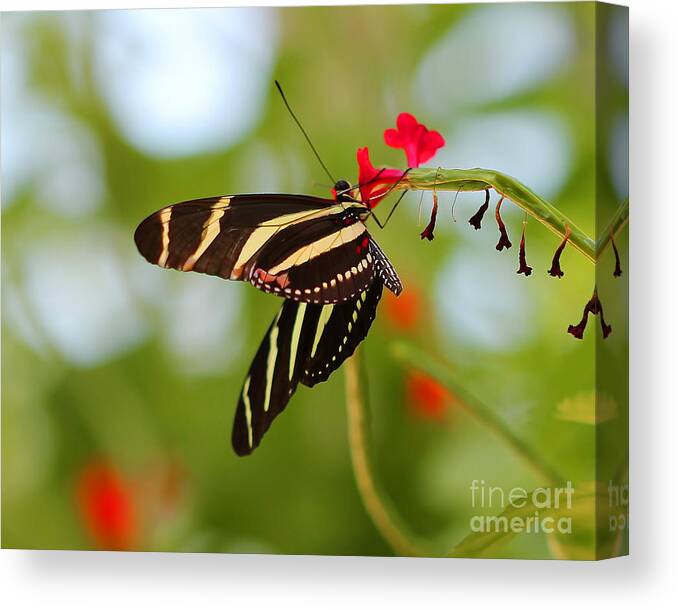Butterfly Canvas Print featuring the photograph Zebra Longwing by TN Fairey