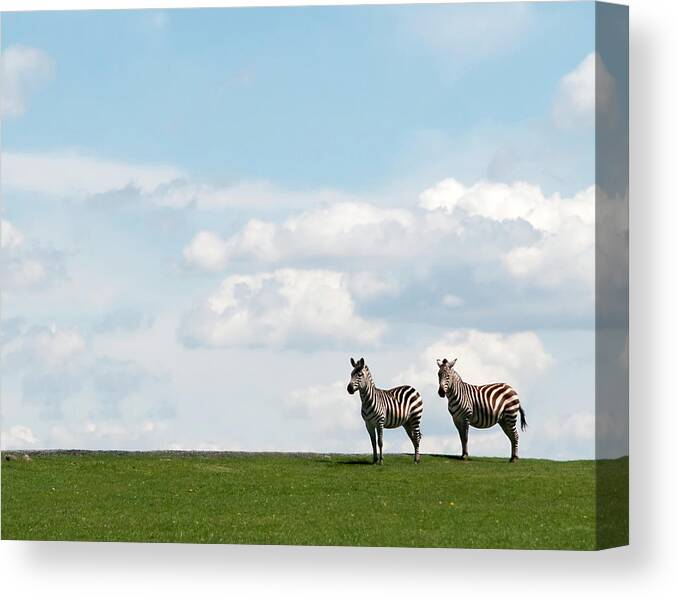 Grass Canvas Print featuring the photograph Zebra Partners by Gail Shotlander