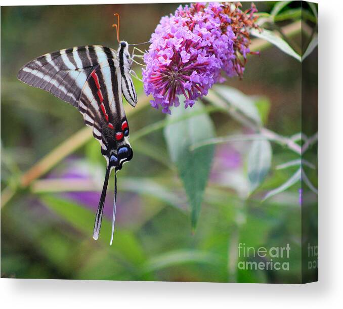 Zebra Canvas Print featuring the photograph Zebra Swallowtail Butterfly on Butterfly Bush by Karen Adams