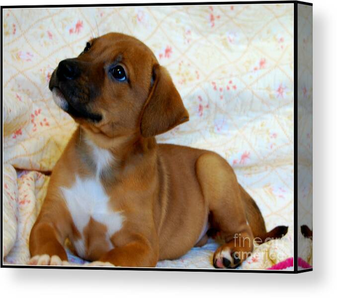 Animals Canvas Print featuring the photograph  Take Me Home Please by Peggy Franz