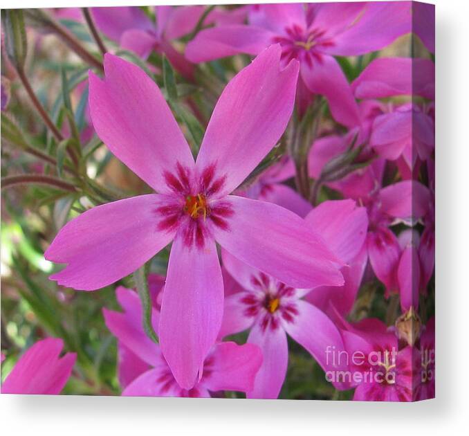 Flower Canvas Print featuring the photograph Blissful #1 by Holy Hands