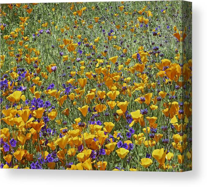 00176983 Canvas Print featuring the photograph California Poppy And Desert Bluebell #1 by Tim Fitzharris