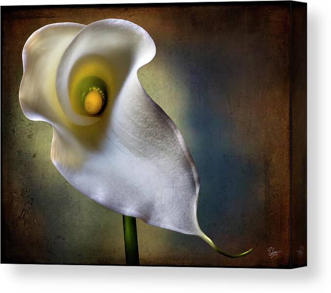 Flower Canvas Print featuring the photograph Calla Lily #1 by Endre Balogh