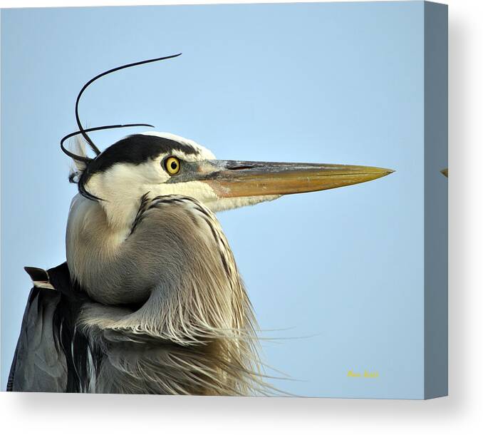 Bird Canvas Print featuring the photograph Great Blue Heron #1 by Maria Nesbit