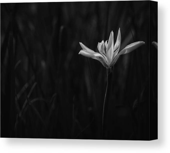 Black And White Canvas Print featuring the photograph Lily #1 by Mario Celzner
