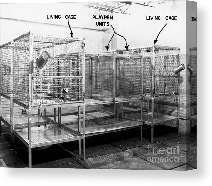 Playpen Canvas Print featuring the photograph Maternal Deprivation Research #1 by Science Source