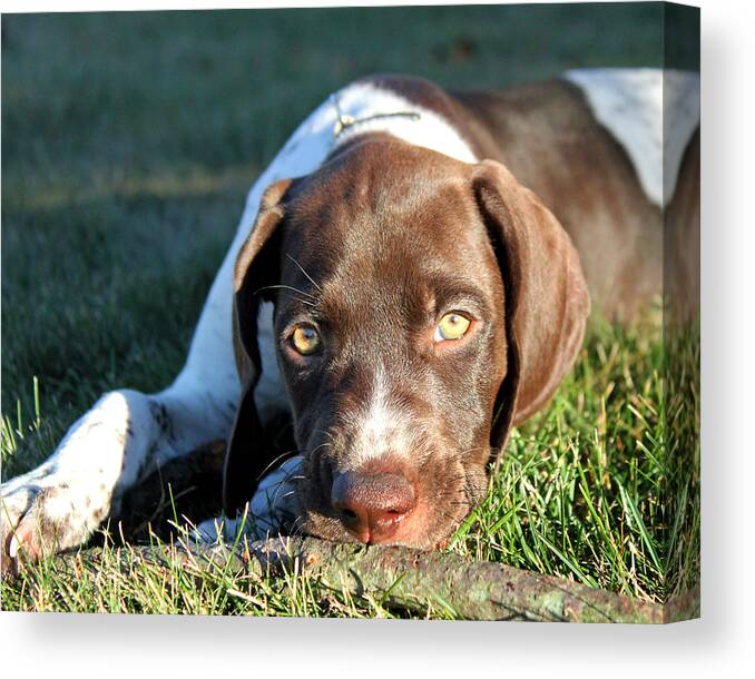 Puppy Canvas Print featuring the photograph Puppy Eyes #1 by Brook Burling