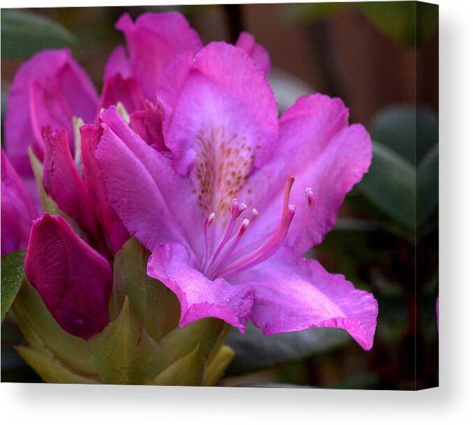 Rhodendron Canvas Print featuring the photograph Rhododendron Bloom #1 by Mel Hensley