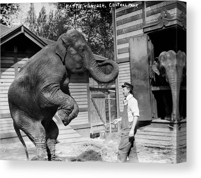 1900s Canvas Print featuring the photograph Bill Snyder, Elephant Trainer #2 by Everett