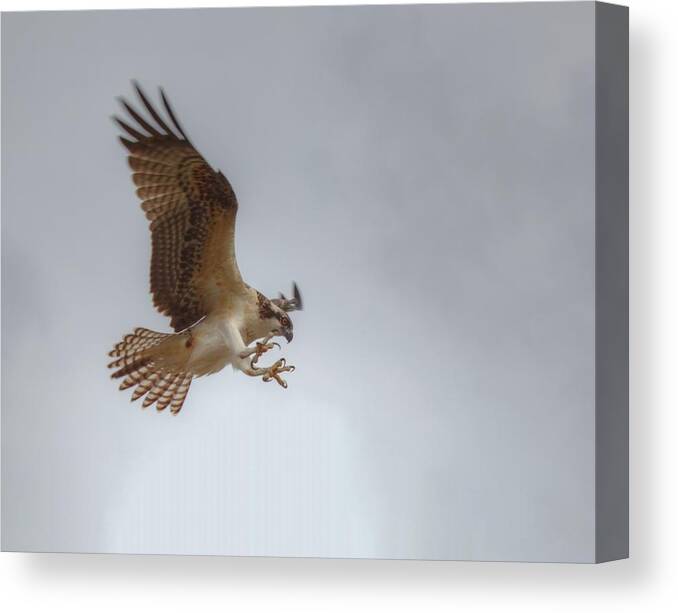 Nature Canvas Print featuring the photograph Osprey by Doug McPherson