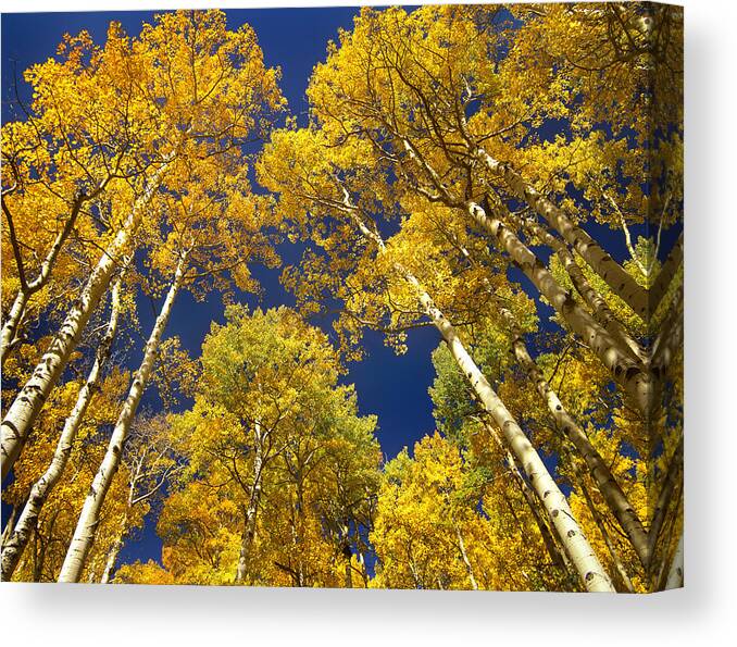 00175663 Canvas Print featuring the photograph Quaking Aspen Grove In Fall Colors #2 by Tim Fitzharris