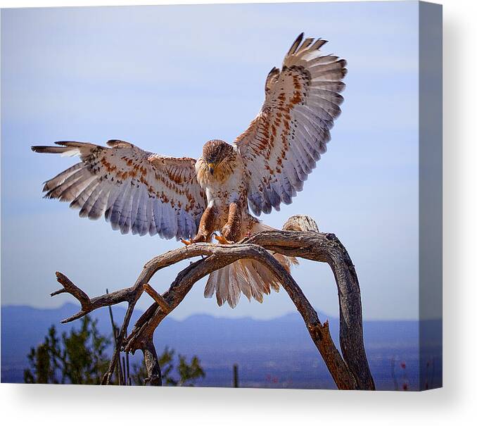 Birds Canvas Print featuring the photograph Ferriginous Hawk #3 by Dan Nelson