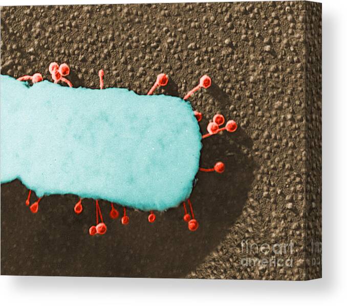 Bacteria Canvas Print featuring the photograph Lambda Phage On E. Coli #3 by Science Source