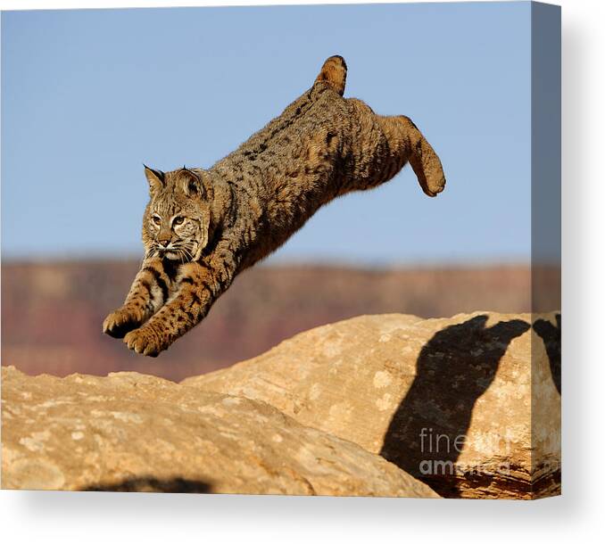 Wildlife Canvas Print featuring the photograph Bobcat #7 by Dennis Hammer