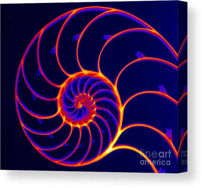 X-ray Canvas Print featuring the photograph Chambered Nautilus #6 by Ted Kinsman