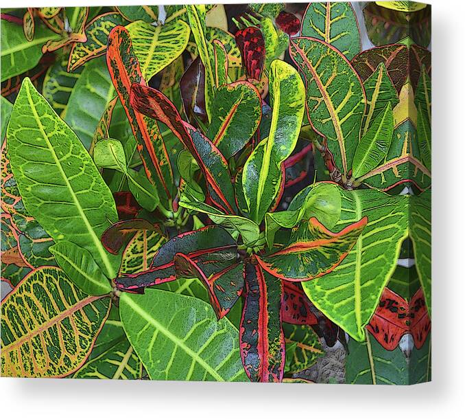 Croton Canvas Print featuring the photograph 5- Croton by Joseph Keane