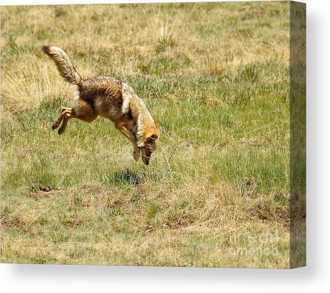 Wildlife Canvas Print featuring the photograph Coyote Hunting #9 by Dennis Hammer