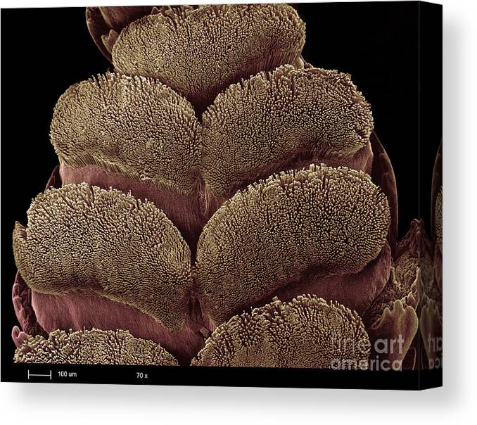 Animal Canvas Print featuring the photograph Gecko Foot Pads #7 by Ted Kinsman