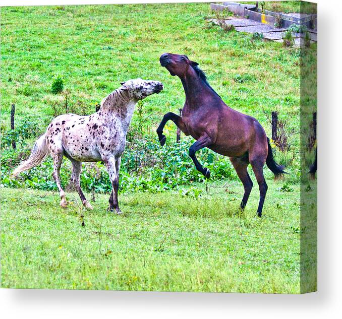 Horses Canvas Print featuring the photograph After Working by Betsy Knapp