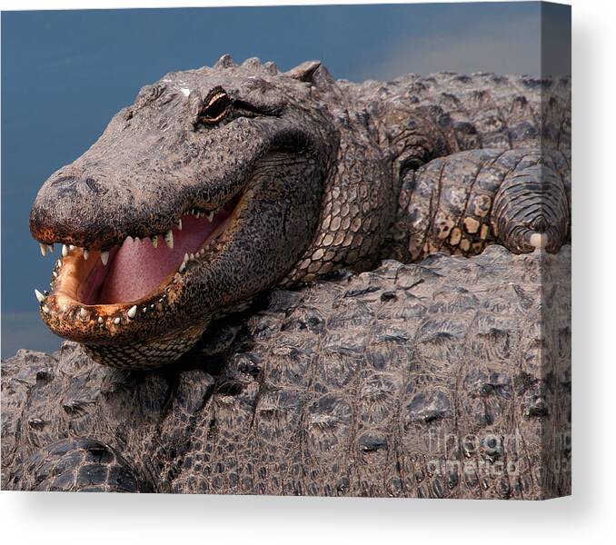 Alligator Canvas Print featuring the photograph Alligator Smile by Art Whitton